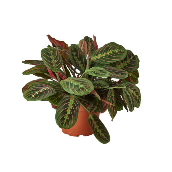 Maranta - Red Prayer - Image 3
