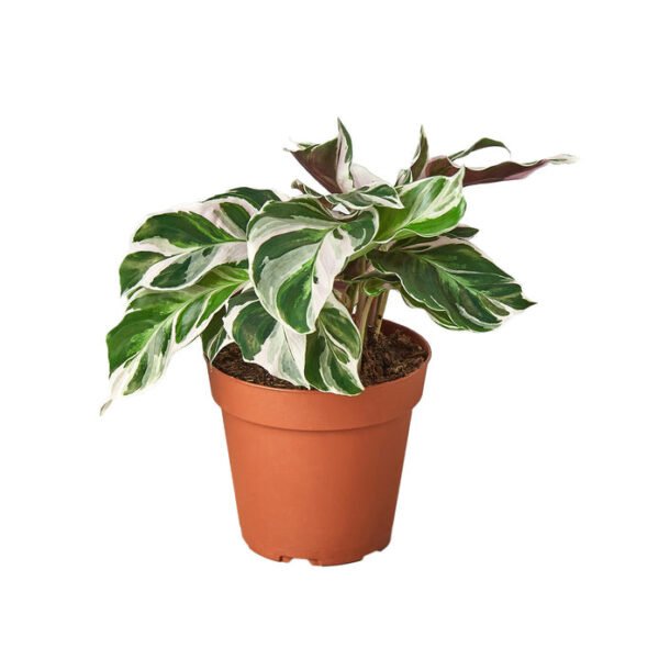 Calathea - White Fusion - Image 2