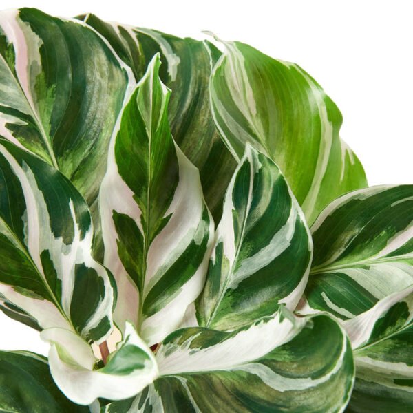 Calathea - White Fusion