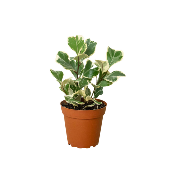 Rubber Plant - Triangularis Variegated - Image 2