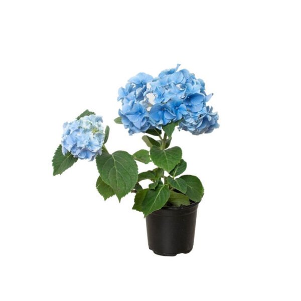 Blue Hydrangea - 4 Pot - Image 2