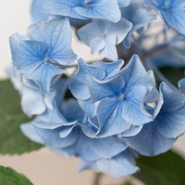 Blue Hydrangea - 4 Pot - Image 3