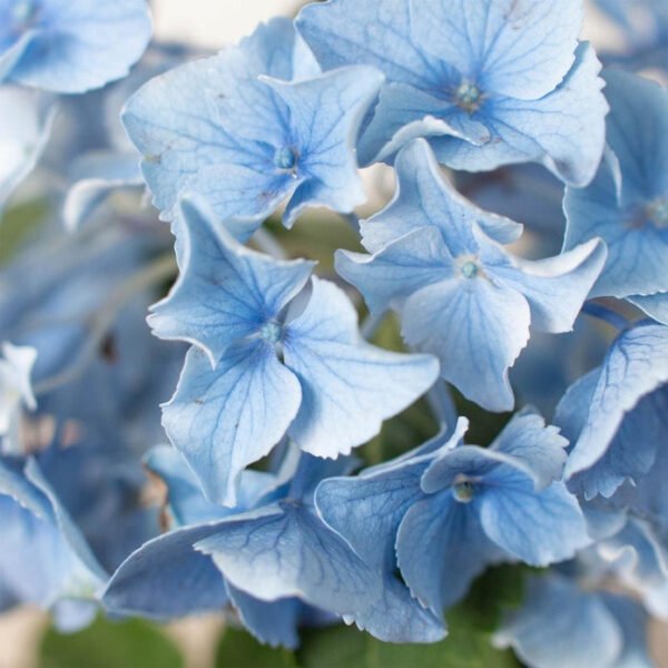 Blue Hydrangea - 4 Pot