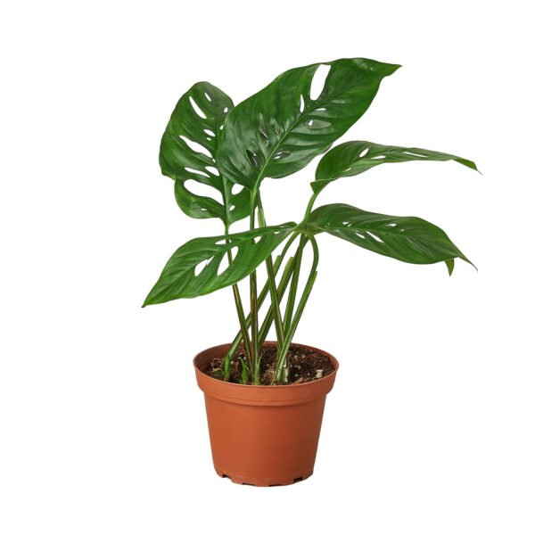 4 Monstera Plant Bundle - Image 3