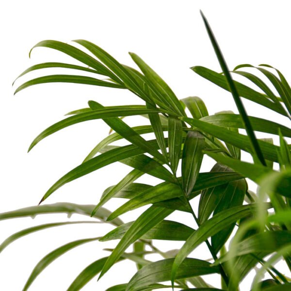 Parlor Palm - Image 3