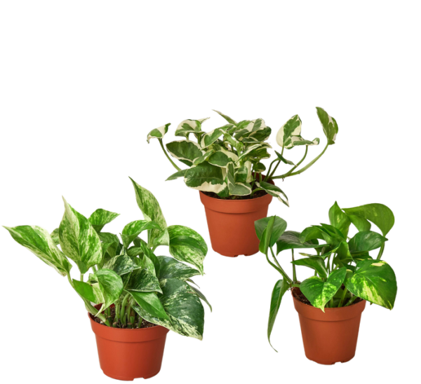 4 Ivy (Pothos) Plant Bundle + Plant Care Guide