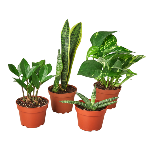4 Easy Care Plant Bundle