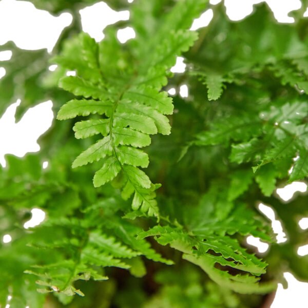 Fern - Autumn