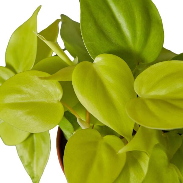 Philodendron - Neon