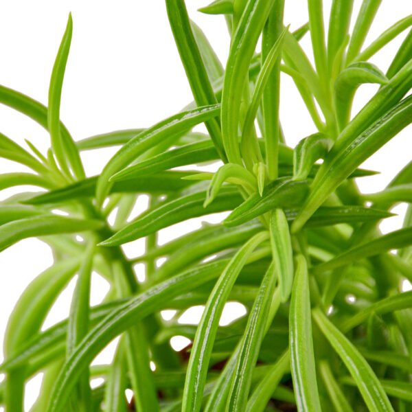 Peperomia - Green Bean