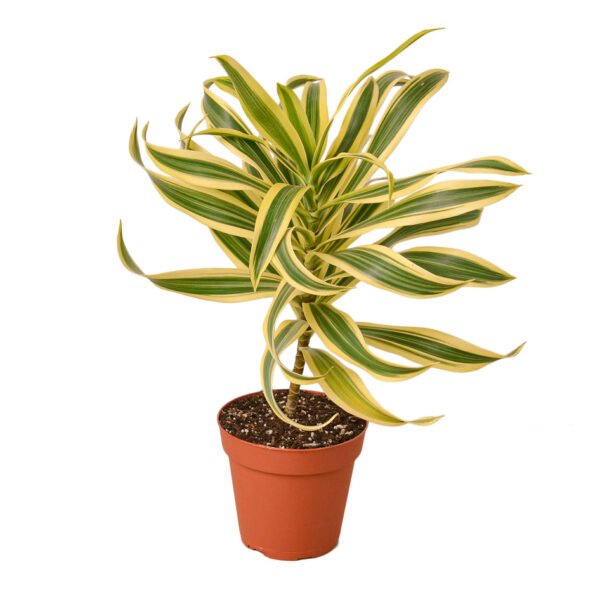 Dracaena - Dragon Tree / Song of India - Image 2