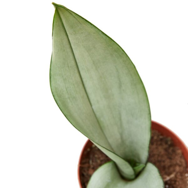 Snake Plant - Moonshine
