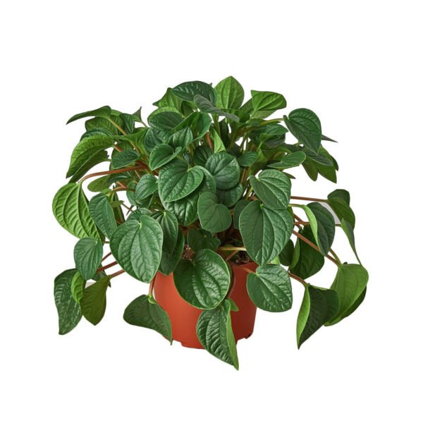 Peperomia - Rana Verde - Image 3