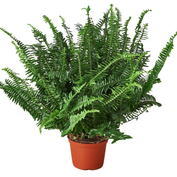 Fern - Jester's Crown - Image 3
