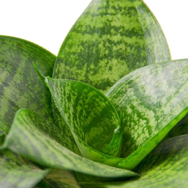 Snake Plant - Black Robusta