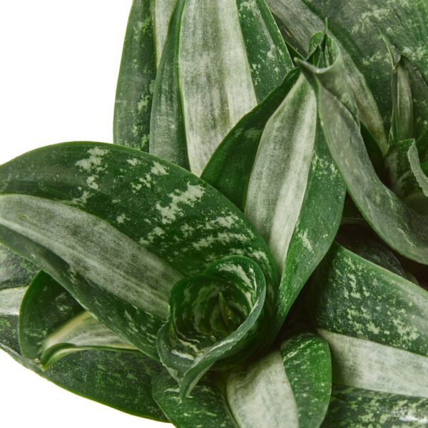 Snake Plant - Silver Streak