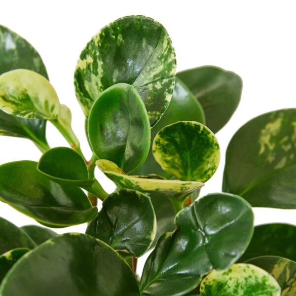 Peperomia - Marble