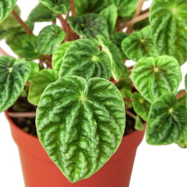 Peperomia - Ripple