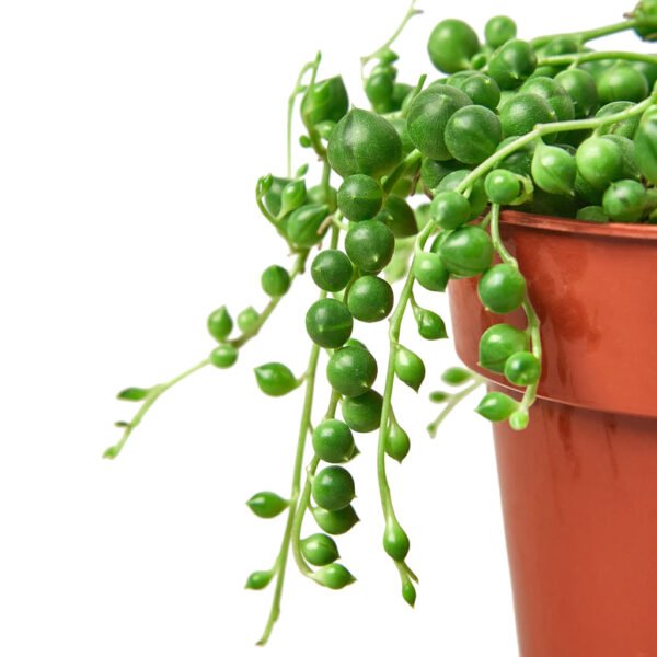 Succulent - String of Pearls