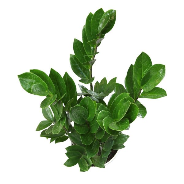 ZZ Plant