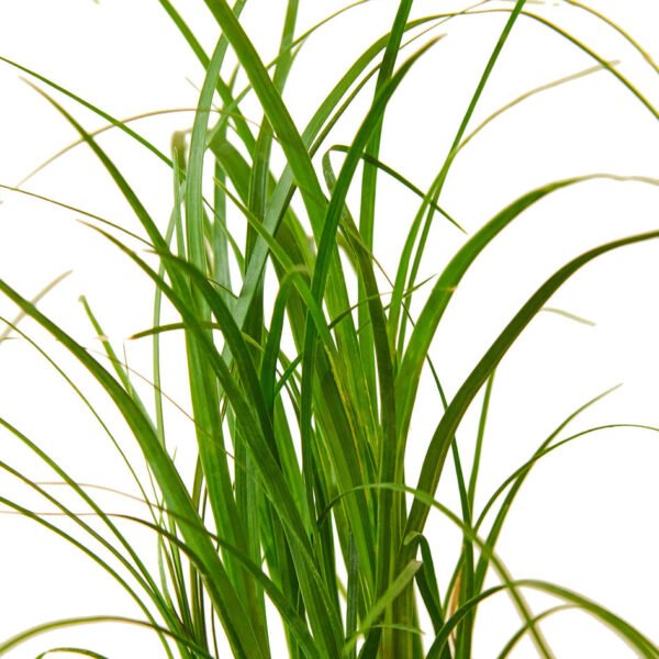 Palm Plant - Ponytail