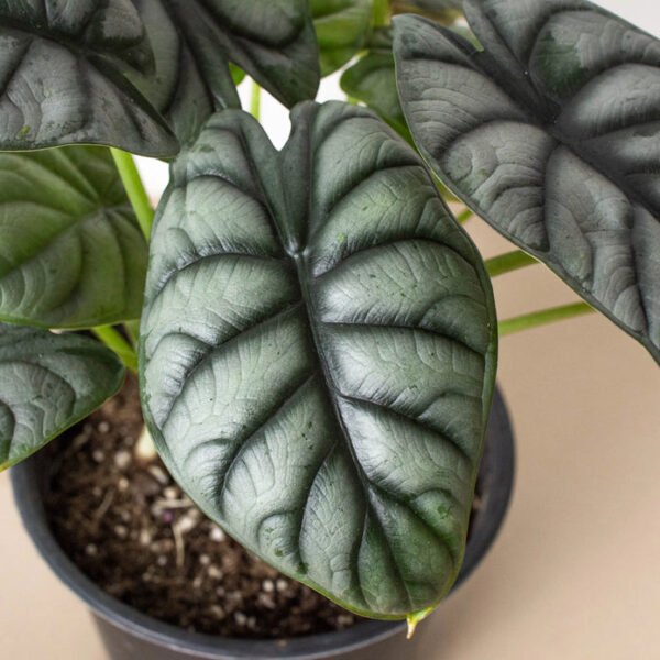 Alocasia - Silver Dragon - Image 3
