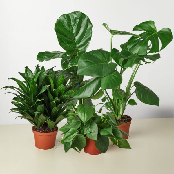 4 Best Sellers Plant Bundle - Image 2