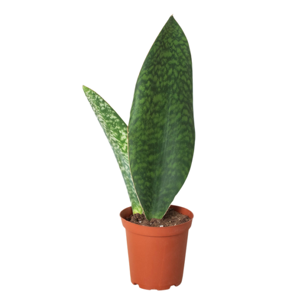 Snake Plant - Shark Fin - Image 2