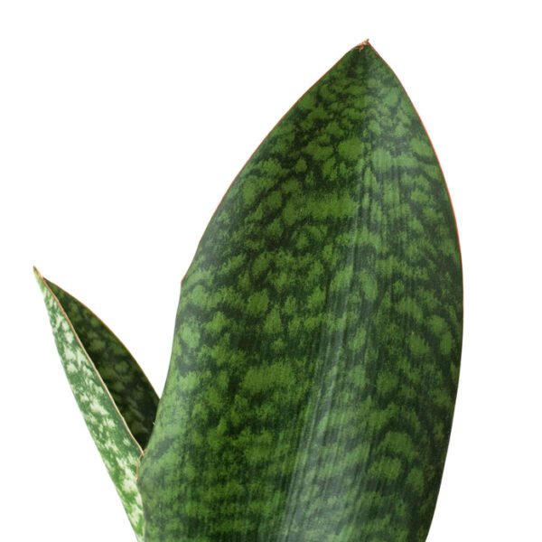 Snake Plant - Shark Fin