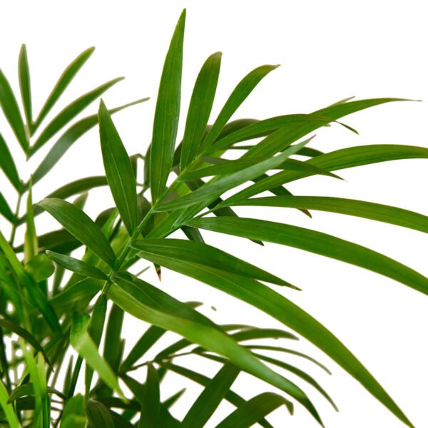 3 Tropical Plant Bundle - Image 2