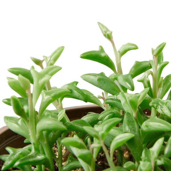 Succulent - String of Dolphins