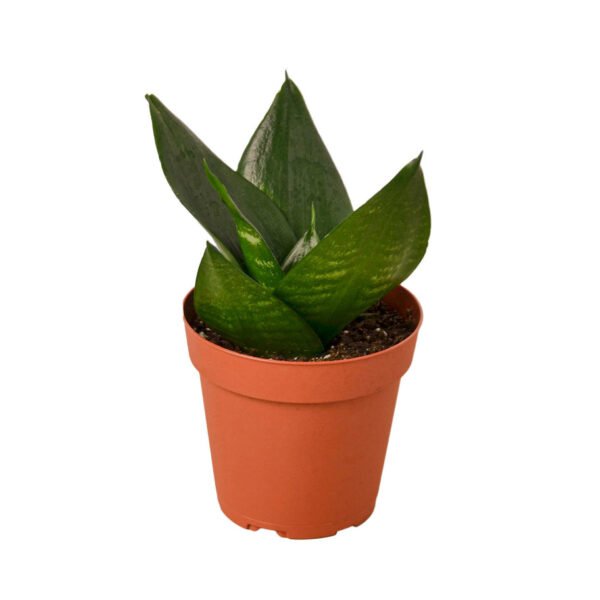 Snake Plant - Jade - Image 2