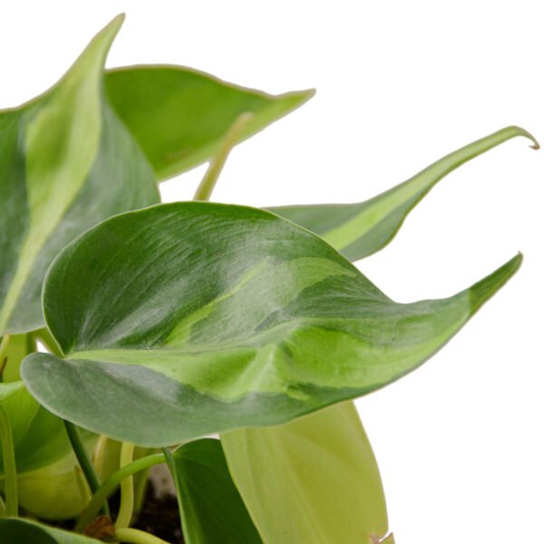 Philodendron - Brasil