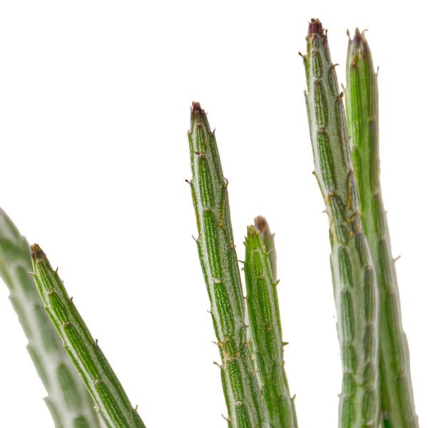 Succulent - Pickle Plant