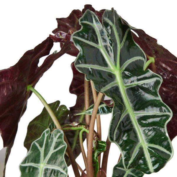 Alocasia - African Mask