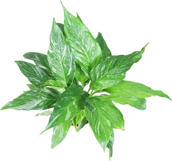 Peace Lily - Image 3