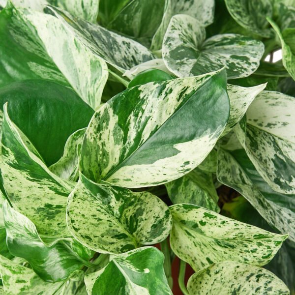 4 Ivy (Pothos) Plant Bundle + Plant Care Guide - Image 2