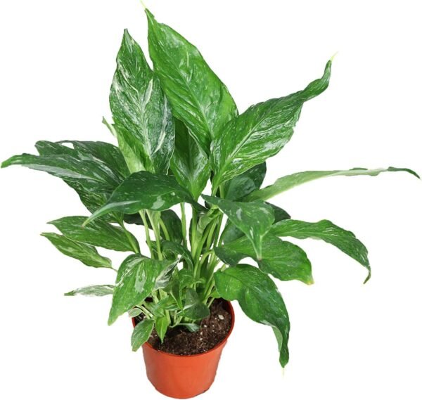 Peace Lily
