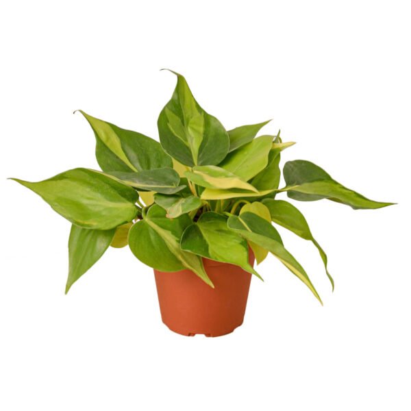 Philodendron - Brasil - Image 2