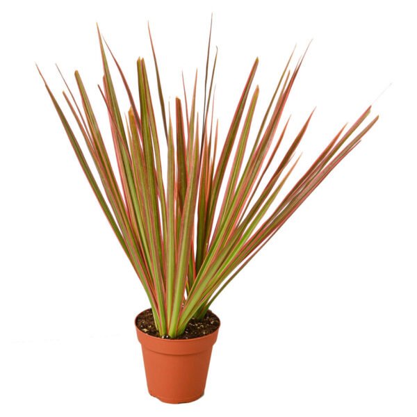 Dracaena - Colorama - Image 2