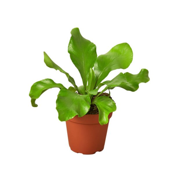 4 Ferns - 2 Plant Bundle - Image 4