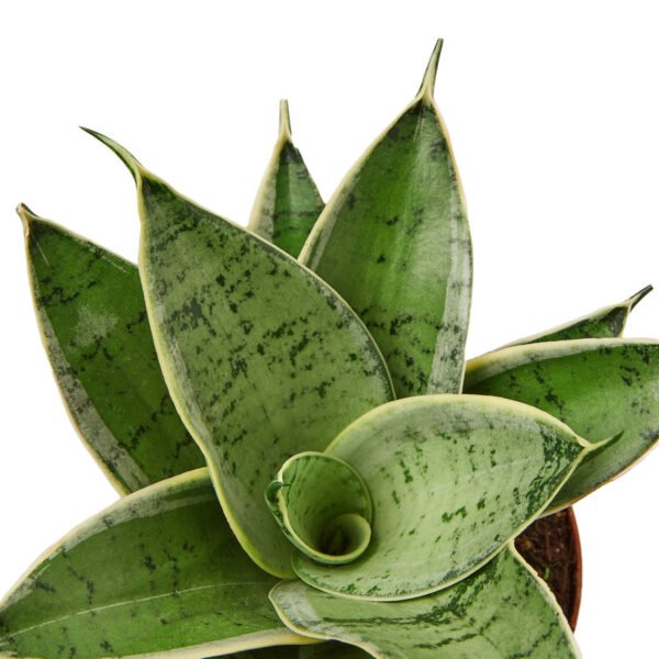 Snake Plant - Starlight
