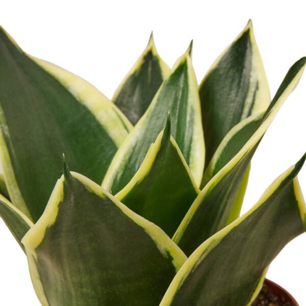 Snake Plant - Black Gold
