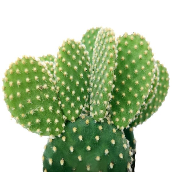 Polka-Dot Cactus (Bunny Ears)