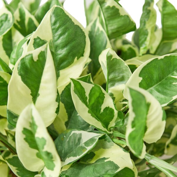 4 Ivy (Pothos) Plant Bundle + Plant Care Guide - Image 4