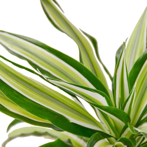 Dracaena - Malaika