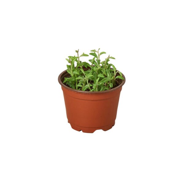 Succulent - String of Dolphins - Image 2