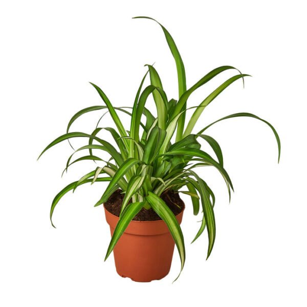 Hawaiian Spider Plant - Image 2