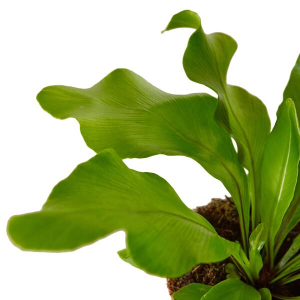 4 Ferns - 2 Plant Bundle - Image 3