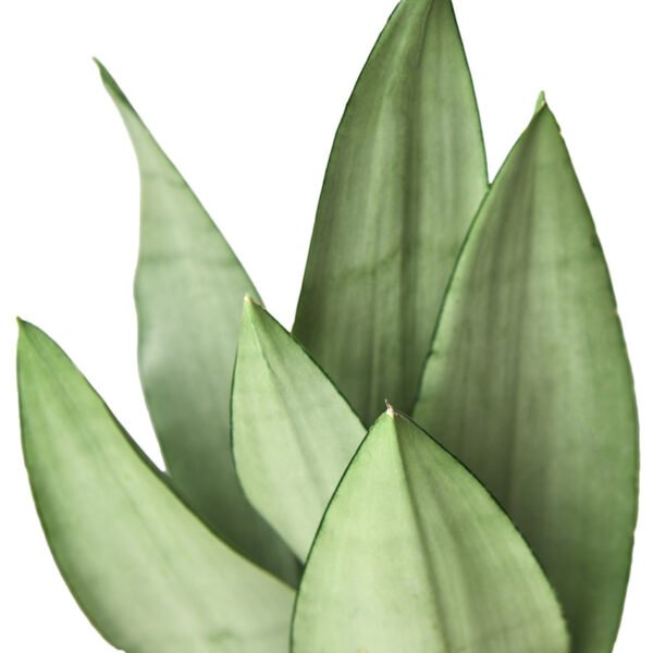 Snake Plant - Moonshine - Image 2